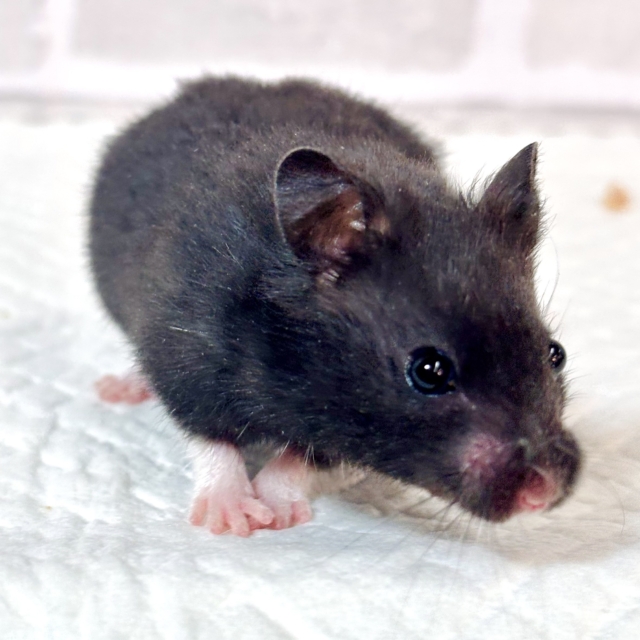 ドワーフハムスターの1種