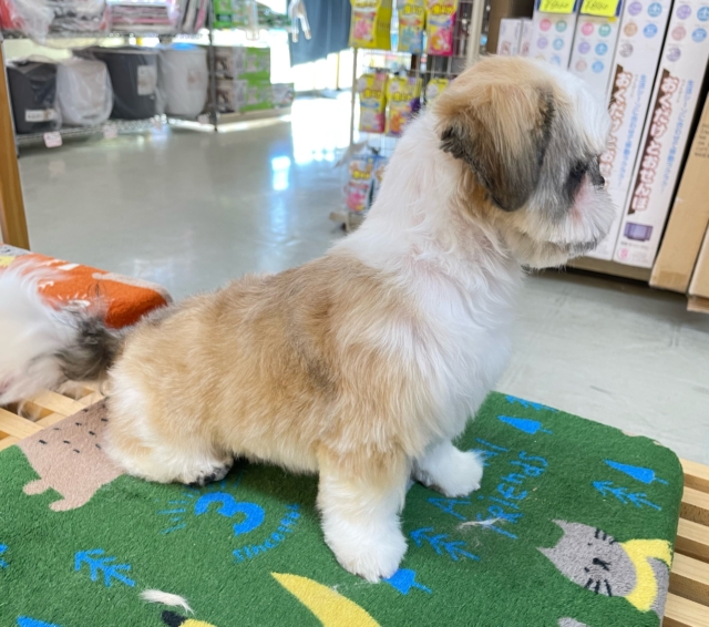 ぶちゃかわ💖シーズー(ホワイト&ゴールド)🤍🥇男の子💙2025年8月30日生まれ シーズー
