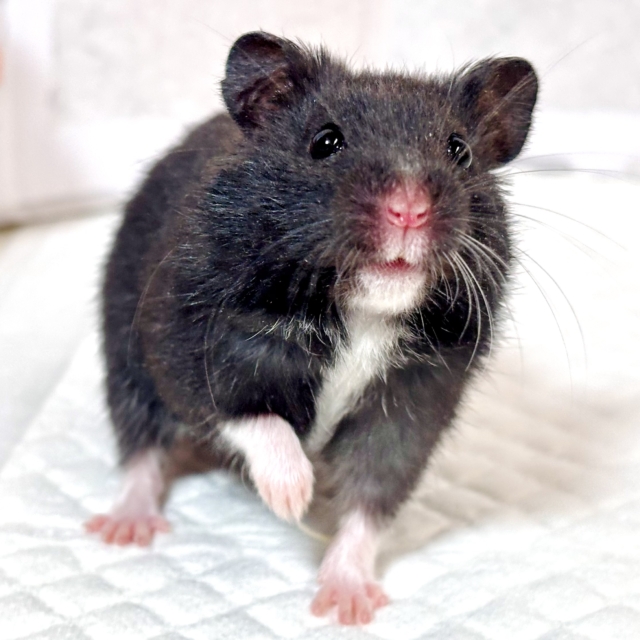 ドワーフハムスターの1種