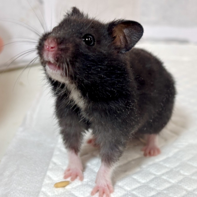 ドワーフハムスターの1種