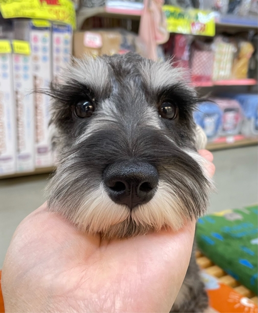 ミニチュアシュナウザー