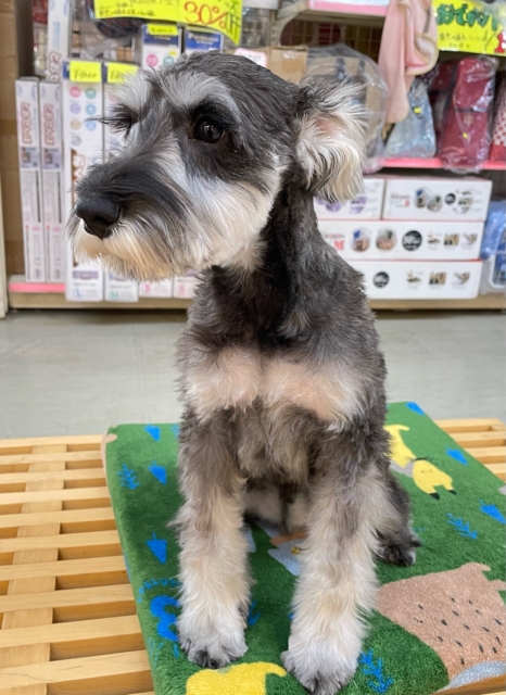 ミニチュアシュナウザー