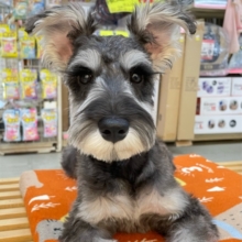 💖いっぱい甘えちゃう💖ミニチュアシュナウザー(ソルト＆ペッパー)‎🤍🩶女の子❤️2025年9月11日生まれ