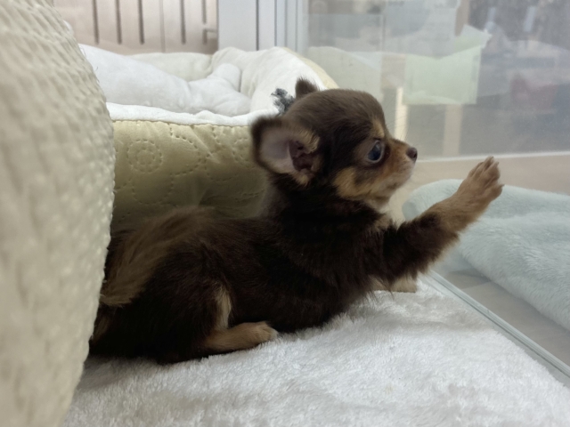 超ホヤホヤ最新画像✨お腹の大サービスしちゃうもん♡チワワくん! チワワ