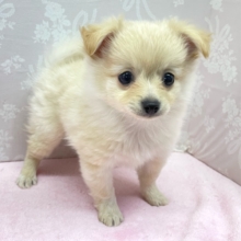 🌟元気いっぱい🌟ハーフ犬(ポメラニアン✖️チワワ)(クリーム)🍨女の子💖2025年11月22日生まれ