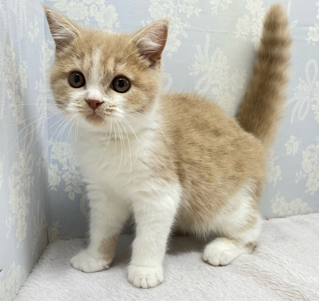 まんまるおめめ👀ブリティッシュショートヘアー(クリーム&ホワイト)🍨🍼男の子💙2025年10月17日生まれ ブリティッシュショートヘア