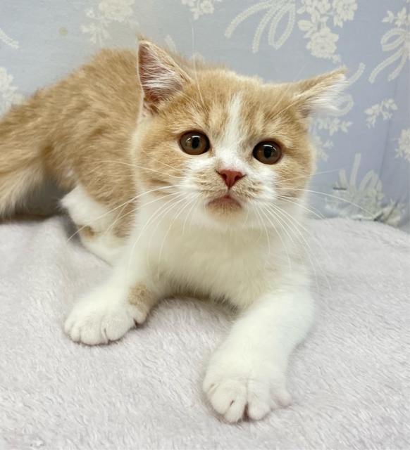 まんまるおめめ👀ブリティッシュショートヘアー(クリーム&ホワイト)🍨🍼男の子💙2025年10月17日生まれ ブリティッシュショートヘア