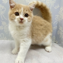 まんまるおめめ👀ブリティッシュショートヘアー(クリーム＆ホワイト)🍨🍼男の子💙2025年10月17日生まれ