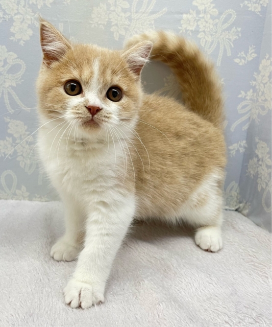 まんまるおめめ👀ブリティッシュショートヘアー(クリーム&ホワイト)🍨🍼男の子💙2025年10月17日生まれ ブリティッシュショートヘア