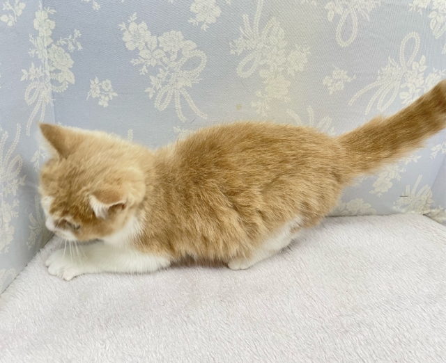 まんまるおめめ👀ブリティッシュショートヘアー(クリーム&ホワイト)🍨🍼男の子💙2025年10月17日生まれ ブリティッシュショートヘア