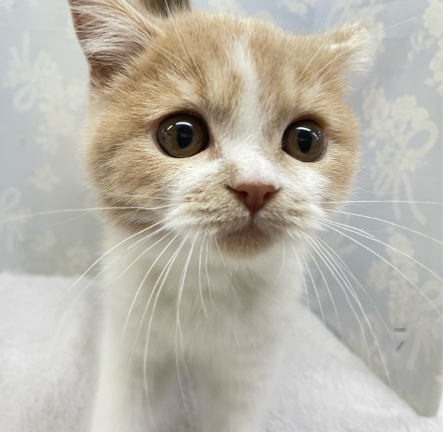 まんまるおめめ👀ブリティッシュショートヘアー(クリーム&ホワイト)🍨🍼男の子💙2025年10月17日生まれ ブリティッシュショートヘア