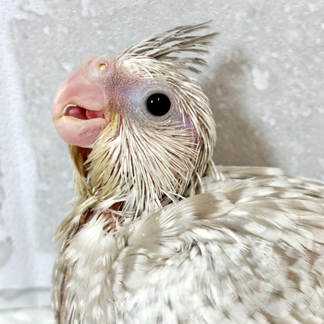 オカメインコ ホワイトフェイスシナモンパール ‎🤍🤎✨.ﾟ･*