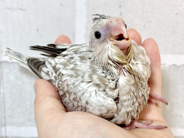 オカメインコ ホワイトフェイスシナモンパール 🤍🤎✨.゚・* オカメインコ