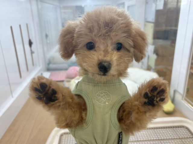 僕のでっか〜い愛を受け取って♥トイプードルくん! トイプードル