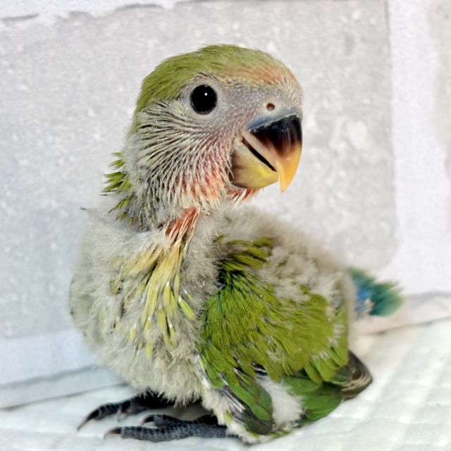 コザクラインコ ノーマル 🌱‬️🩵❤️𓂃 𓈒