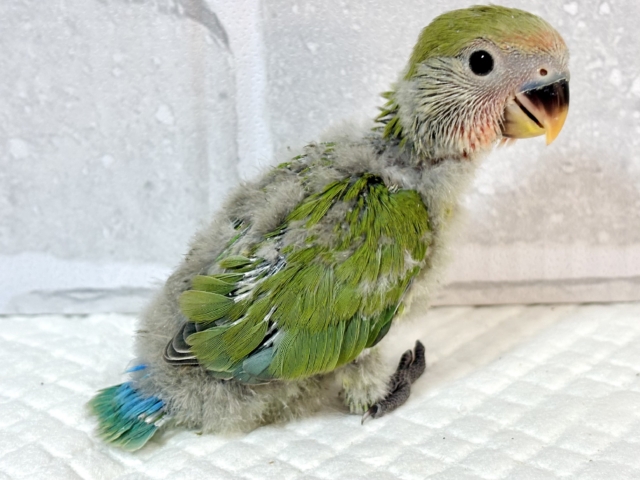 コザクラインコ（小桜インコ）