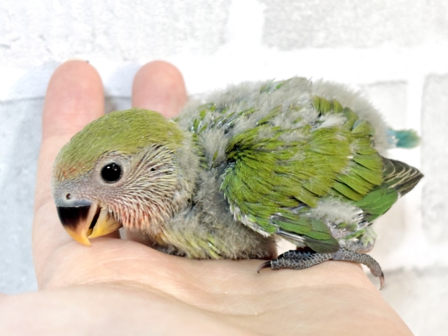 コザクラインコ ノーマル 🌱️🩵❤️𓂃 𓈒 コザクラインコ(小桜インコ)