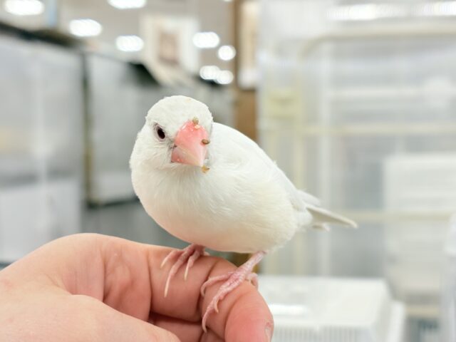 シルバーイノ文鳥