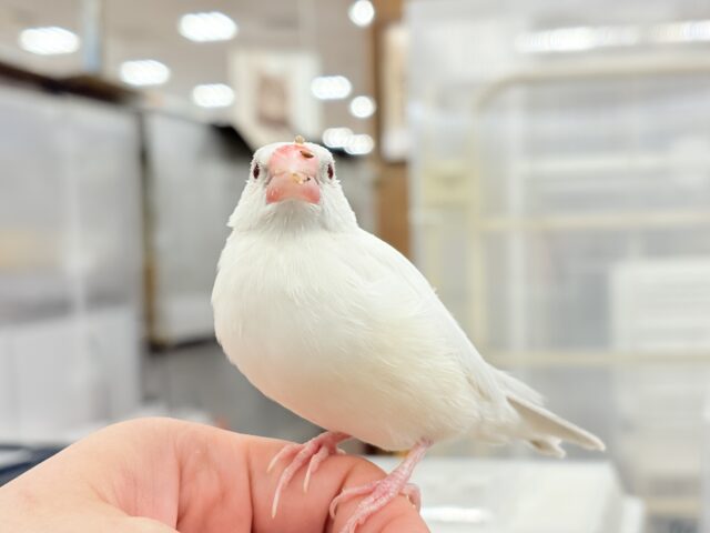 シルバーイノ文鳥