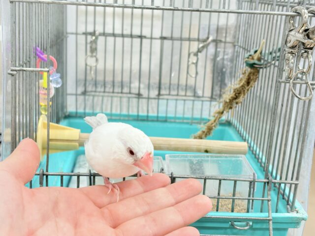 シルバーイノ文鳥
