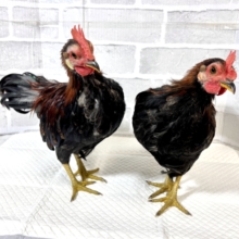 尾曳赤笹チャボ  男の子 2羽   ❤️‪🎋‬🤎⟡.*