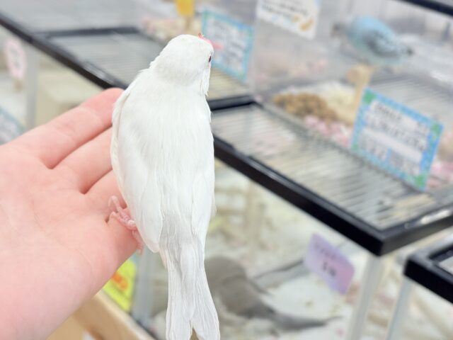 シルバーイノ文鳥
