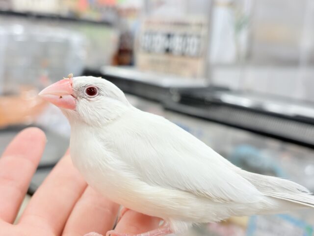 シルバーイノ文鳥