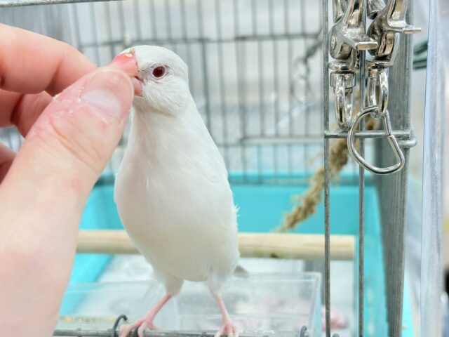 シルバーイノ文鳥
