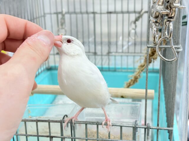 シルバーイノ文鳥