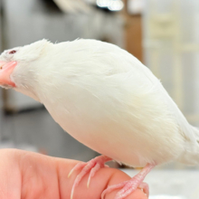 【最新画像更新🪄】文鳥界のアイドル誕生🐥🍬シルバーイノ文鳥