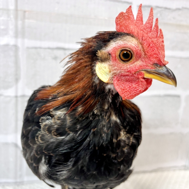 尾曳赤笹チャボ