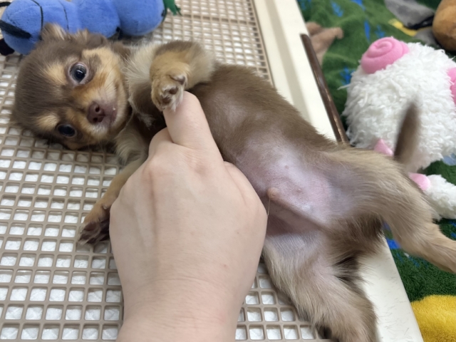 超ホヤホヤ最新画像✨お腹の大サービスしちゃうもん♡チワワくん! チワワ