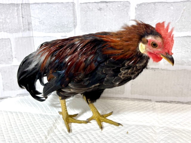 尾曳赤笹チャボ