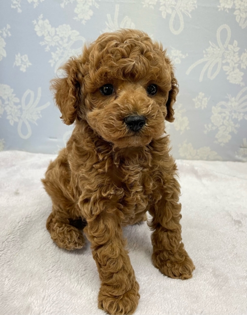 ✨️からあげくん参上✨️トイプードル(レッド)❤️🔥男の子⭐️2025年11月25日生まれ トイプードル