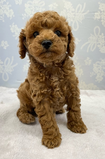 ✨️からあげくん参上✨️トイプードル(レッド)❤️🔥男の子⭐️2025年11月25日生まれ トイプードル