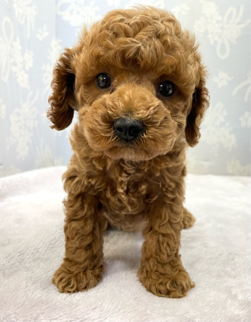 ✨️からあげくん参上✨️トイプードル(レッド)❤️🔥男の子⭐️2025年11月25日生まれ トイプードル