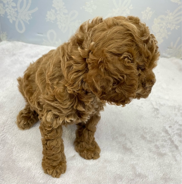 ✨️からあげくん参上✨️トイプードル(レッド)❤️🔥男の子⭐️2025年11月25日生まれ トイプードル