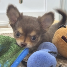 お腹の大サービスしちゃうもん♡チワワくん！