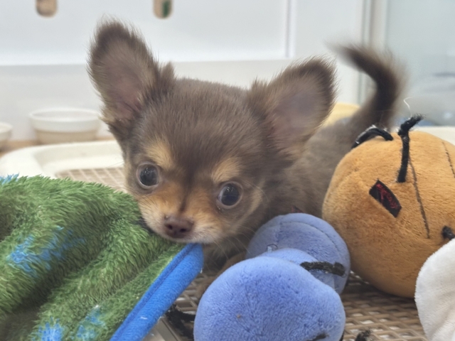 お腹の大サービスしちゃうもん♡チワワくん! お腹の大サービスしちゃうもん♡チワワくん!