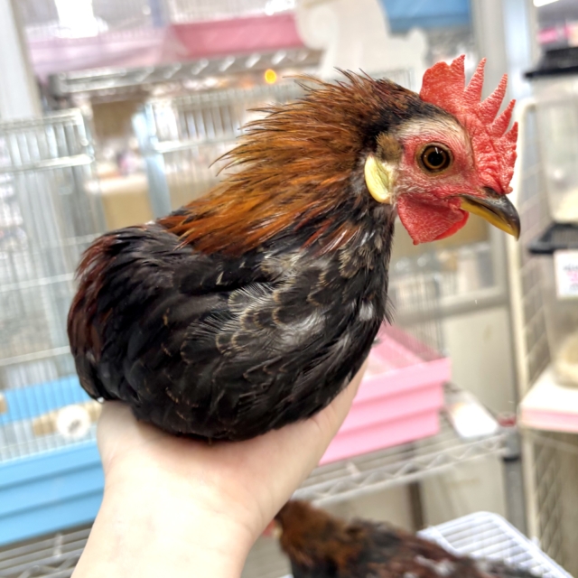 尾曳赤笹チャボ