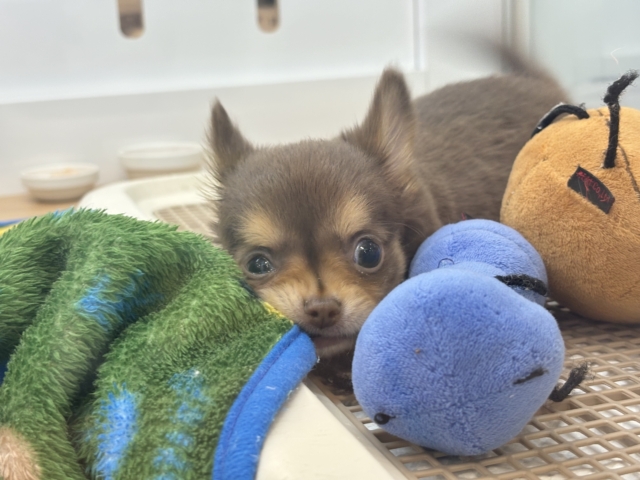 超ホヤホヤ最新画像✨お腹の大サービスしちゃうもん♡チワワくん! チワワ