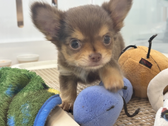 超ホヤホヤ最新画像✨お腹の大サービスしちゃうもん♡チワワくん! チワワ