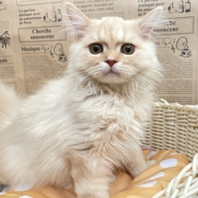 ✨美形男子✨ラガマフィン(クリームタビー)🍨男の子💙2025年10月10日生まれ