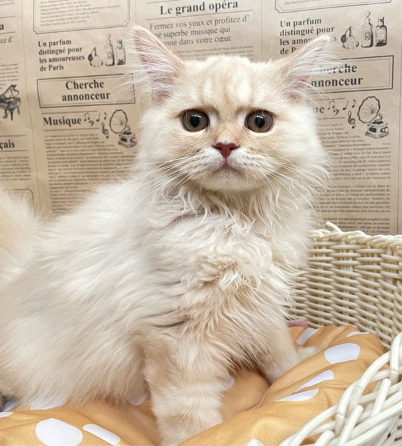 ✨美形男子✨ラガマフィン(クリームタビー)🍨男の子💙2025年10月10日生まれ ラガマフィン