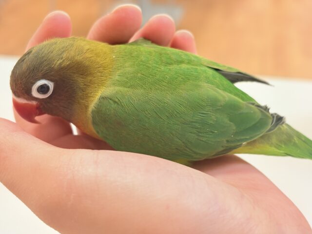 キエリボタンインコ