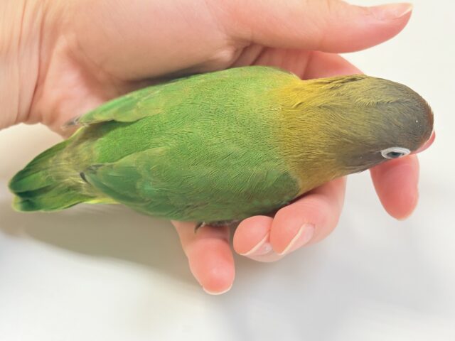 キエリボタンインコ