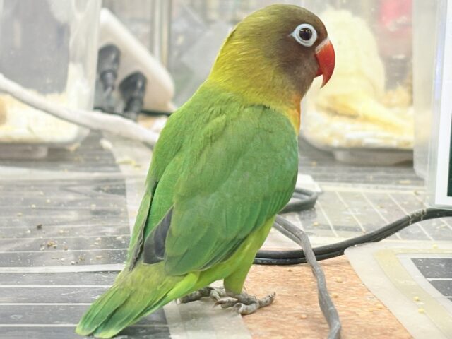 キエリボタンインコ