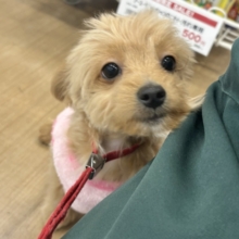 ピタリとくっつかせて…♥チワプーくん！