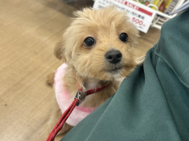 ピタリとくっつかせて…♥チワプーくん！