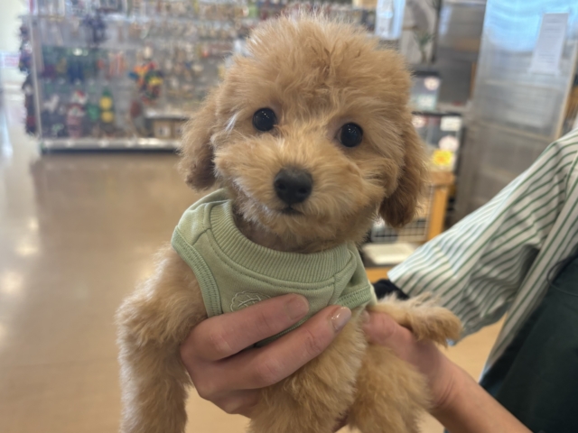 僕のでっか〜い愛を受け取って♥トイプードルくん! 僕のでっか〜い愛を受け取って♥トイプードルくん!